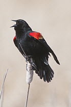 Red-winged Blackbird (Agelaius phoeniceus) male calling, J. Clark Salyer National Wildlife Refuge, North Dakota