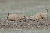 Black-tailed Prairie Dog (Cynomys ludovicianus) pair greeting each other, Wyoming