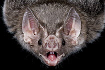 Jamaican Fruit-eating Bat (Artibeus jamaicensis) calling, Organization for Bat Conservation, Michigan