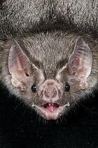 Jamaican Fruit-eating Bat (Artibeus jamaicensis) calling, Organization for Bat Conservation, Michigan