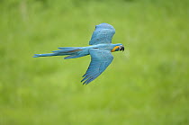 Blue-throated Macaw (Ara glaucogularis) flying, Tambopata National Reserve, Peru