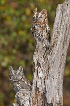 Eastern Screech Owl (Megascops asio) pair camouflaged on stump, Howell Nature Center, Michigan