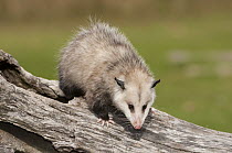 Virginia Opossum (Didelphis virginiana), Howell Nature Center, Michigan