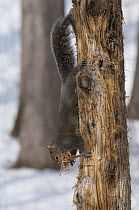 Eastern Fox Squirrel (Sciurus niger) collecting nesting material, Huron Meadows Metropark, Michigan
