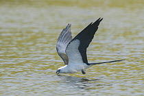 Swallow-tailed Kite (Elanoides forficatus) drinking in flight, Belize