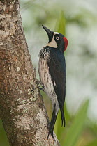 Acorn Woodpecker (Melanerpes formicivorus) female, Belize