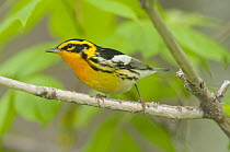 Blackburnian Warbler (Setophaga fusca), Crane Creek State Park, Ohio