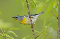 Northern Parula (Setophaga americana), Crane Creek State Park, Ohio