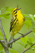 Prairie Warbler (Setophaga discolor) calling, Crane Creek State Park, Ohio