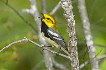 Black-throated Green Warbler (Setophaga virens) male calling, northern Michigan