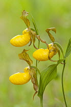 Small Yellow Lady's Slipper (Cypripedium parviflorum) flowers, northern Michigan