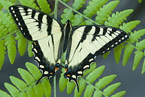 Tiger Swallowtail (Papilio glaucus) butterfly, Howell Nature Center, Michigan