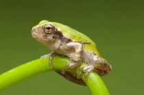 Gray Tree Frog (Hyla versicolor), northern Michigan