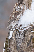 Eastern Screech Owl (Megascops asio) pair camouflaged on trunk, Howell Nature Center, Michigan