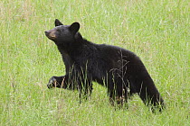 Black Bear (Ursus americanus), Great Smoky Mountains National Park, North Carolina