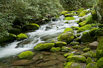 Cascading creek, Great Smoky Mountains National Park, North Carolina