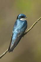 Tree Swallow (Tachycineta bicolor), Great Smoky Mountains National Park, North Carolina