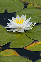 Fragrant Water Lily (Nymphaea odorata) flower, northern Michigan