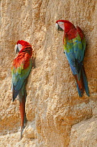 Scarlet Macaw (Ara macao) pair at mineral lick, Tambopata National Reserve, Peru