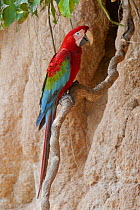 Scarlet Macaw (Ara macao) at mineral lick, Tambopata National Reserve, Peru