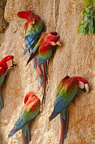 Scarlet Macaw (Ara macao) group at mineral lick, Tambopata National Reserve, Peru