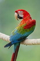 Scarlet Macaw (Ara macao), Tambopata National Reserve, Peru
