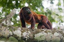 Red Howler Monkey (Alouatta seniculus), Tambopata National Reserve, Peru