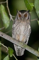 Striped Owl (Asio clamator), Tambopata National Reserve, Peru