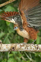Hoatzin (Opisthocomus hoazin) spreading wings, Tambopata National Reserve, Peru