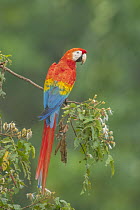 Scarlet Macaw (Ara macao), Tambopata National Reserve, Peru