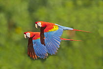 Scarlet Macaw (Ara macao) pair flying, Tambopata National Reserve, Peru