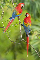 Scarlet Macaw (Ara macao) pair, Tambopata National Reserve, Peru