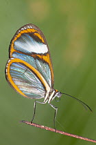 Lavinia Clearwing (Hypoleria lavinia) butterfly, Tambopata National Reserve, Peru