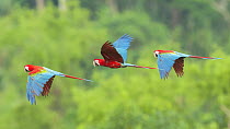 Scarlet Macaw (Ara macao) trio flying, Tambopata National Reserve, Peru