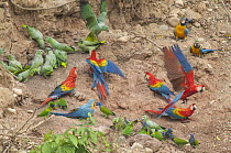 Scarlet Macaw (Ara macao), Blue and Yellow Macaw (Ara ararauna) and Mealy Parrot (Amazona farinosa) flock at mineral lick, Tambopata National Reserve, Peru