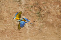 Blue-throated Macaw (Ara glaucogularis) trio flying, Tambopata National Reserve, Peru