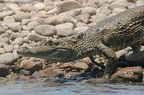 Spectacled Caiman (Caiman crocodilus) entering water, Tambopata National Reserve, Peru