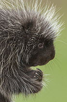 Common Porcupine (Erethizon dorsatum), Howell Nature Center, Michigan