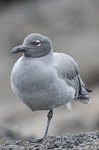 Lava Gull (Larus fuliginosus), Galapagos Islands, Ecuador