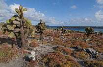 Opuntia (Opuntia echios) cacti, Galapagos Islands, Ecuador