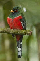 Masked Trogon (Trogon personatus), Tandayapa Valley, Ecuador