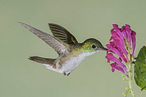 Andean Emerald (Amazilia franciae) hummingbird feeding on flower nectar, Tandayapa Valley, Ecuador