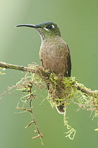 Fawn-breasted Brilliant (Heliodoxa rubinoides) hummingbird, Tandayapa Valley, Ecuador