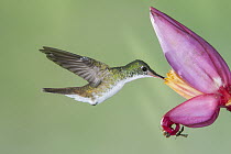 Andean Emerald (Amazilia franciae) hummingbird feeding on flower nectar, Tandayapa Valley, Ecuador