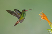 Rufous-tailed Hummingbird (Amazilia tzacatl) feeding on flower nectar, Tandayapa Valley, Ecuador