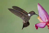Brown Inca (Coeligena wilsoni) hummingbird feeding on flower nectar, Tandayapa Valley, Ecuador