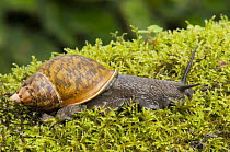 Land Snail (Caracolus sp), Tandayapa Valley, Ecuador