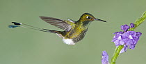 Booted Racket-tail (Ocreatus underwoodii) hummingbird feeding on flower nectar, Tandayapa Valley, Ecuador