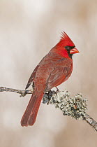 Northern Cardinal (Cardinalis cardinalis) male, North America
