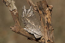 Eastern Screech Owl (Megascops asio), Howell Nature Center, Michigan